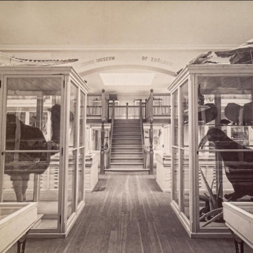 A black and white photograph of a room with large display cases holding taxidermy animals and other specimens.